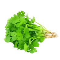 vegetable