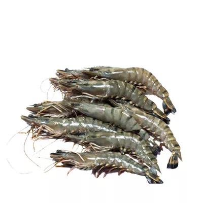 bagda