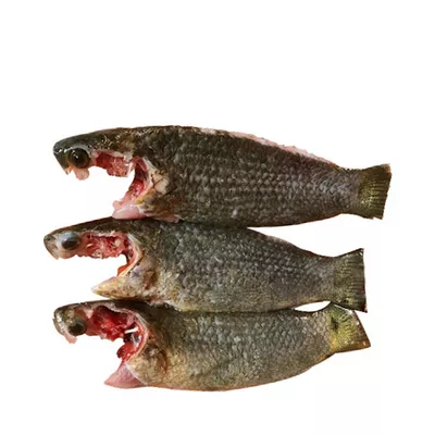 koi-fish
