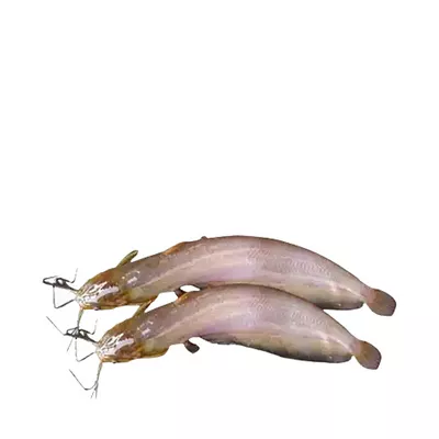 shing-fish-processed