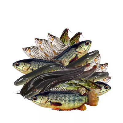 Fish