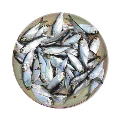 Fish